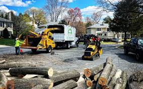 Professional Tree Care  in Williamsburg, KY