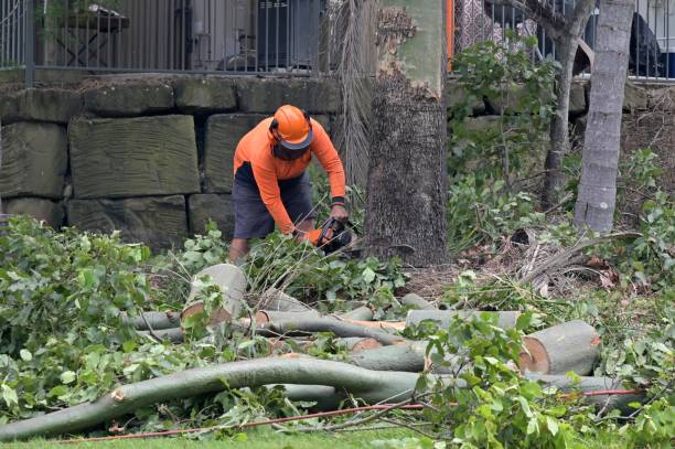 Best Hazardous Tree Removal  in Williamsburg, KY